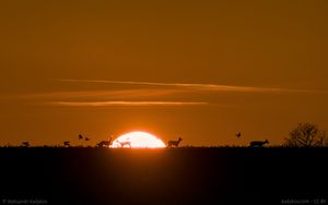 Capreolus family meets sunset